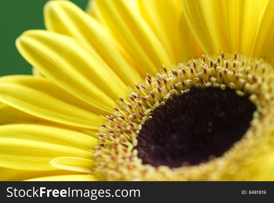 Flower shot depicting an internal close-up view of a yellow Gerbera with the immediate flower foreground petals defocused.