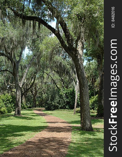 Vertical image of a winding footpath with sunlit and shaded areas. Vertical image of a winding footpath with sunlit and shaded areas.