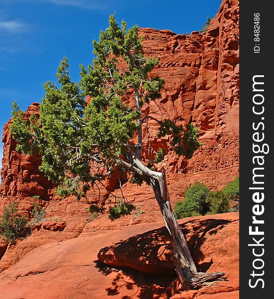 Vertical image of a tree growing out of western, red rocks. Vertical image of a tree growing out of western, red rocks.