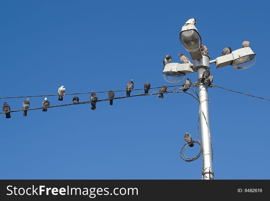 Rows of doves on a wires and lamps