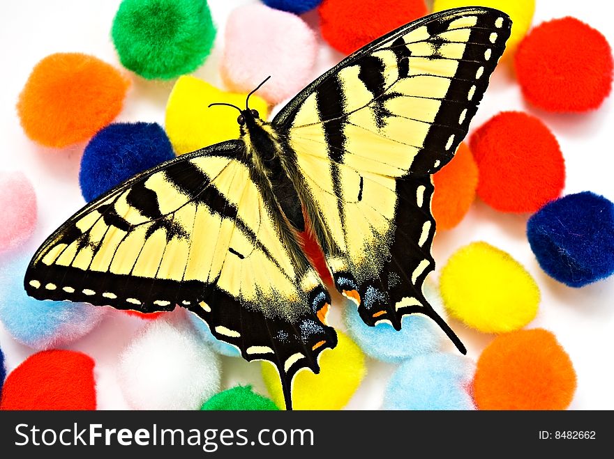 A monarch butterfly on top of some colorful fuzzy balls. A monarch butterfly on top of some colorful fuzzy balls.