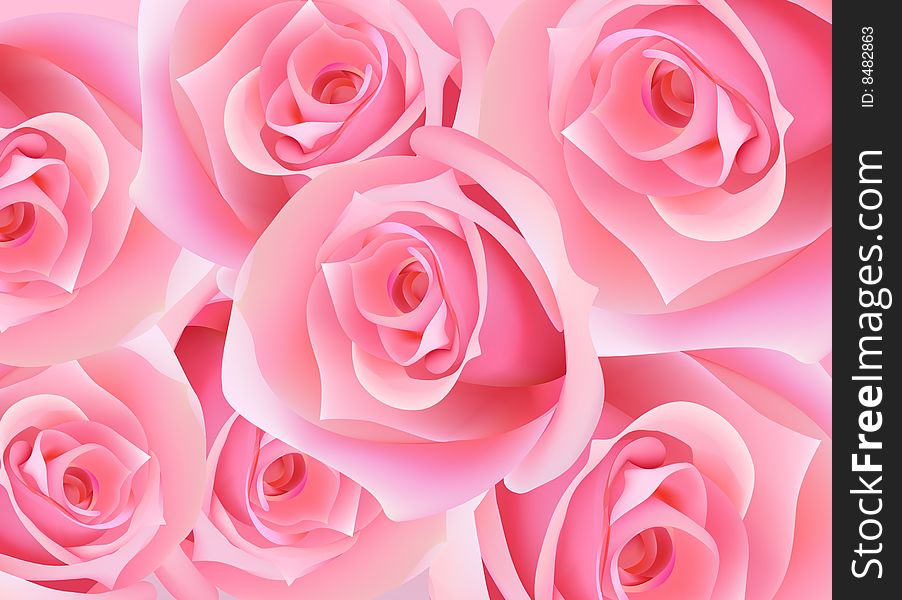 Beautiful pink roses for design