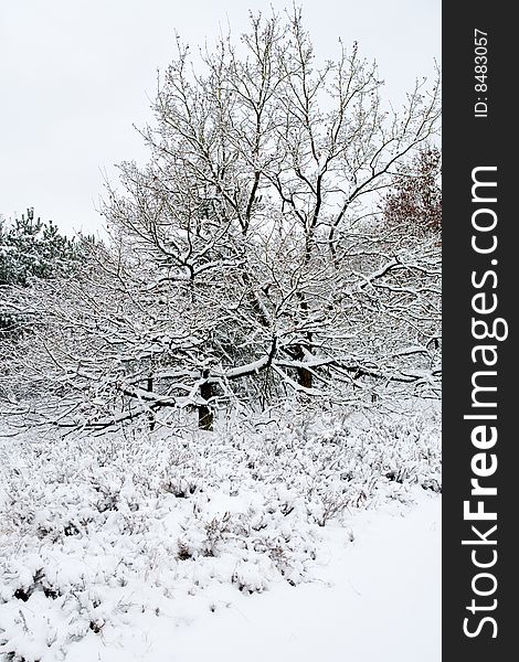 Winter landscape white trees