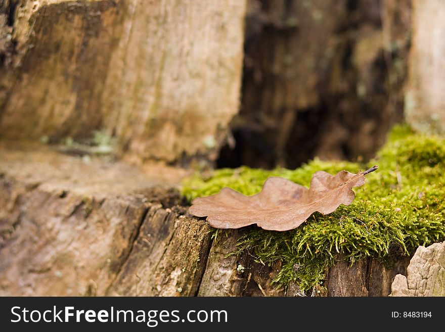 Oak leaf on a mossy tree stub