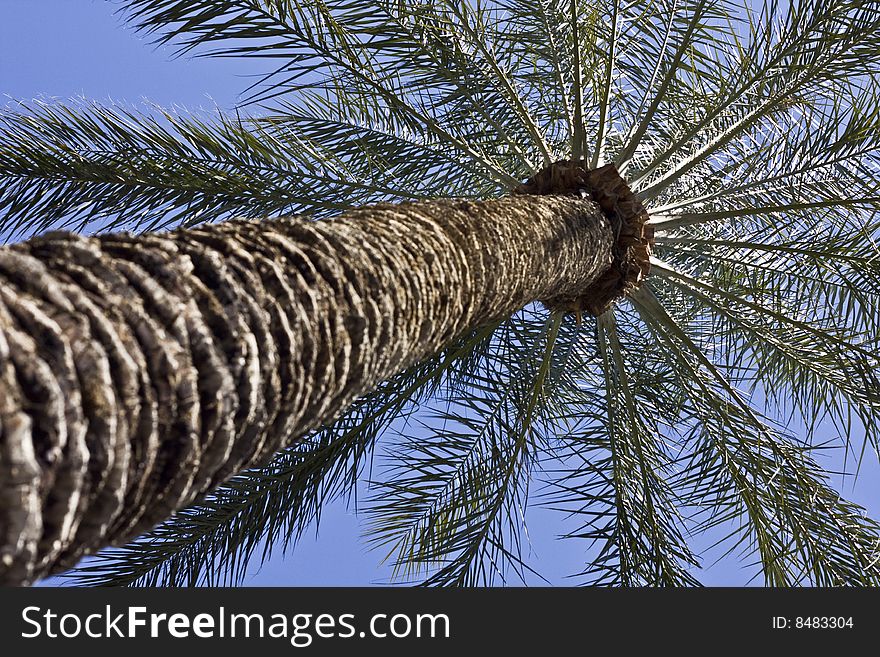 Palm tree photo from base of trunk. Palm tree photo from base of trunk