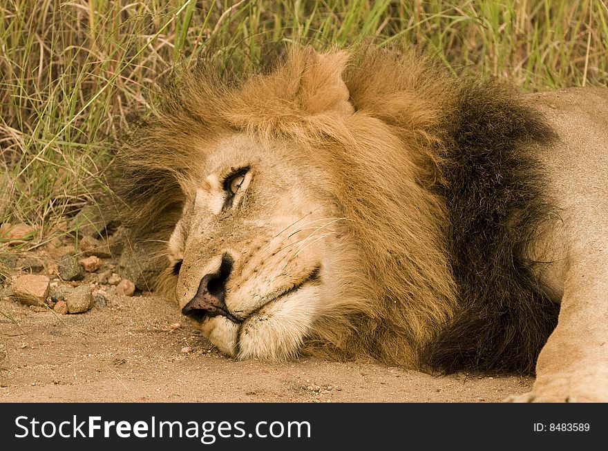 Lion on the ground - a mornings peaceful rest time