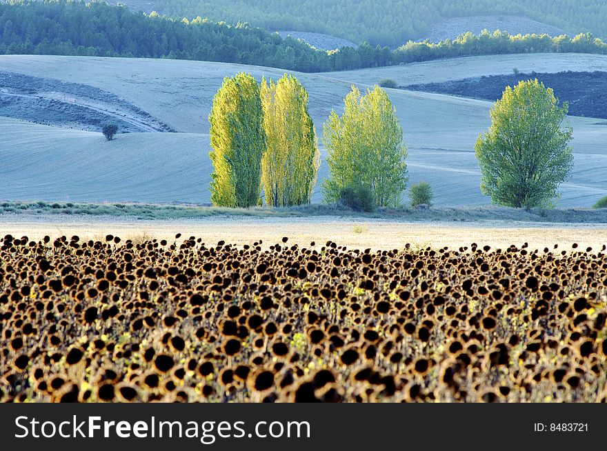 Autumn trees and fields of sunflowers