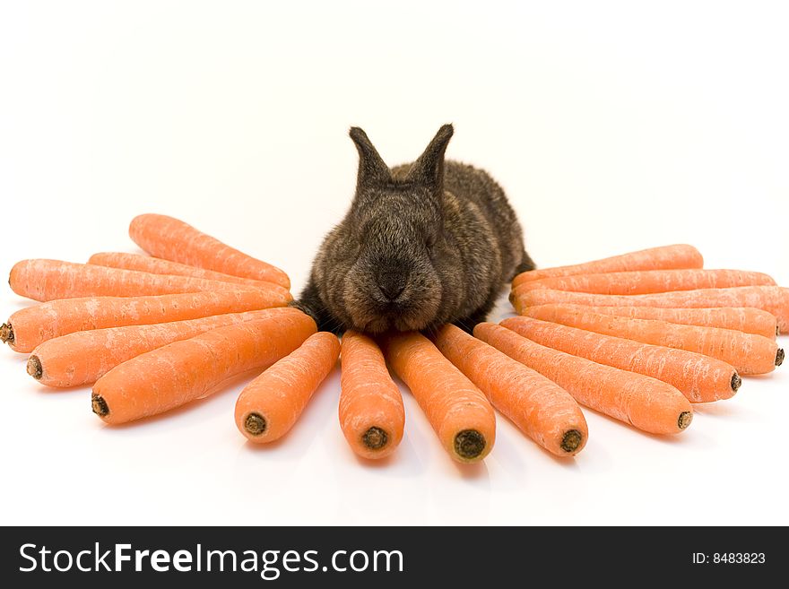 Small estern rabbit with carrots on white background. Small estern rabbit with carrots on white background