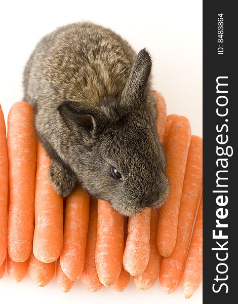 Small estern rabbit with carrots on white background. Small estern rabbit with carrots on white background