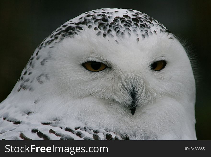 Head shot of snowy owl