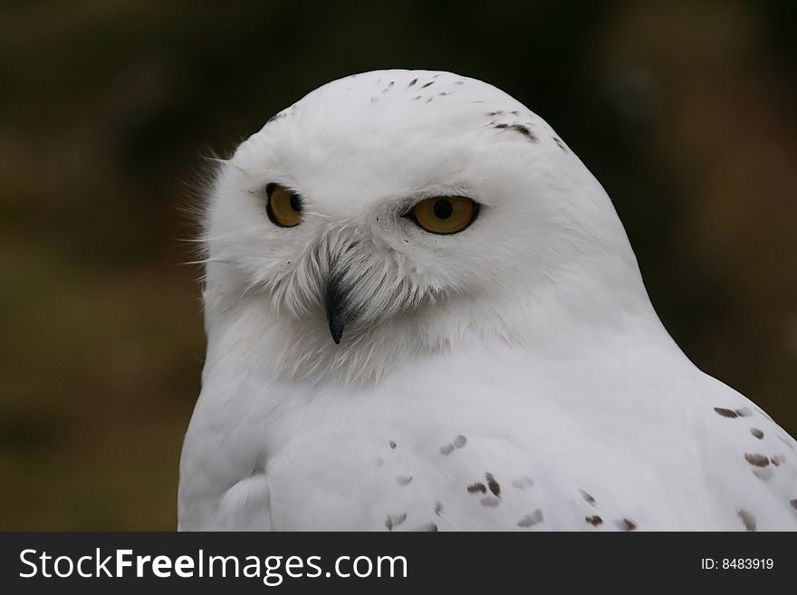 Head shot of snowy owl