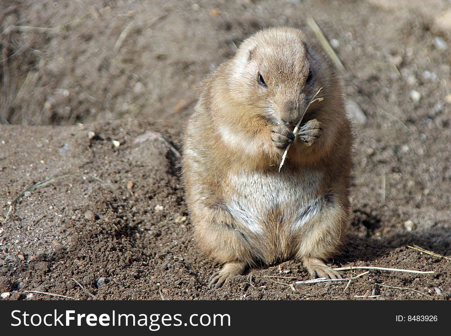 Cute Prarie Dog nibbles some straw