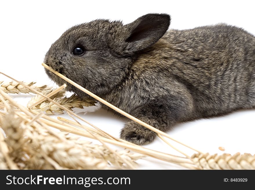 Small estern rabbit on white background. Small estern rabbit on white background