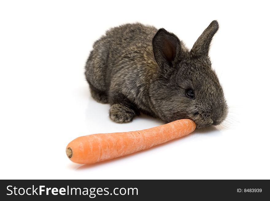 Small estern rabbit with carrots on white background. Small estern rabbit with carrots on white background