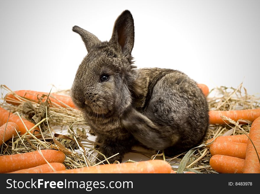 Small estern rabbit with carrots on white background. Small estern rabbit with carrots on white background