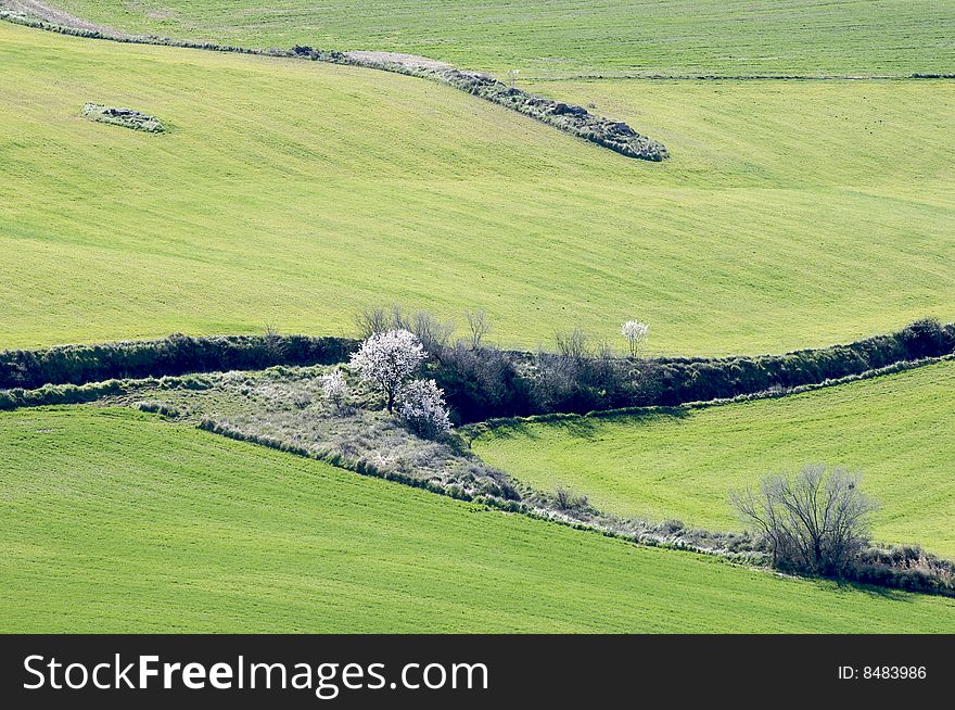 Farmland And Green Almond Blossom In Spain