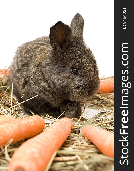 Small estern rabbit with carrots on white background. Small estern rabbit with carrots on white background