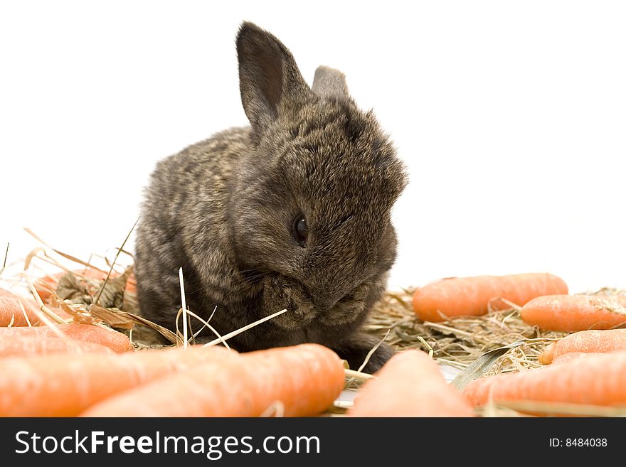 Small estern rabbit with carrots on white background. Small estern rabbit with carrots on white background