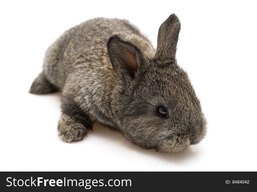 Small estern rabbit on white background. Small estern rabbit on white background