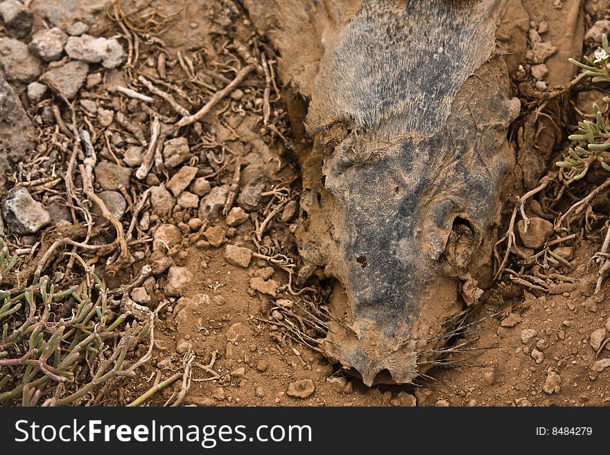 Dead Galapagos Sea Lion (Zalophus Wollebaeki)