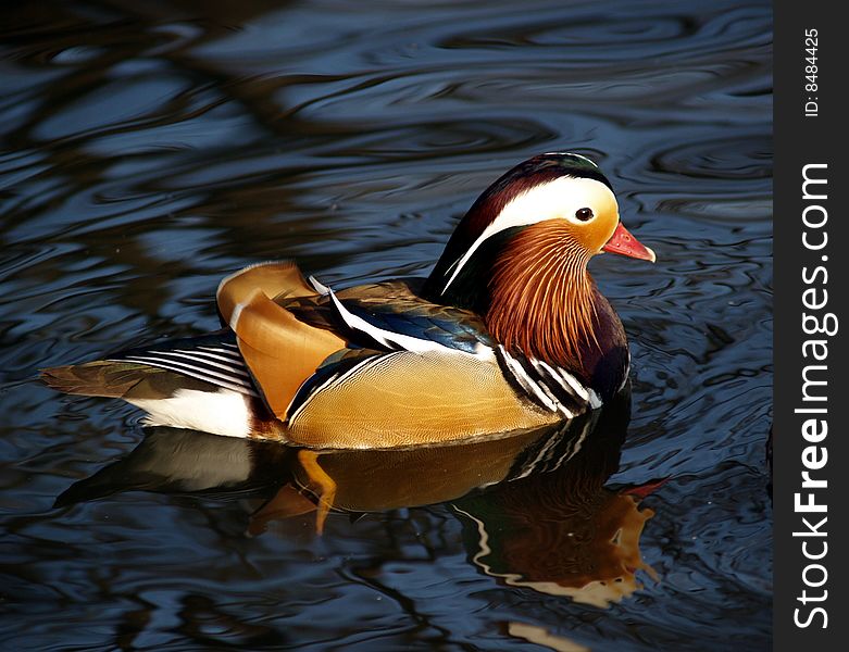 Magnificent Feather Of Mandarin Duck