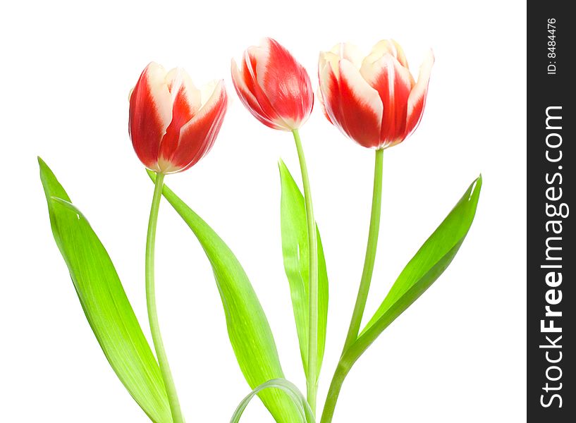 Three red-white tulips, isolated