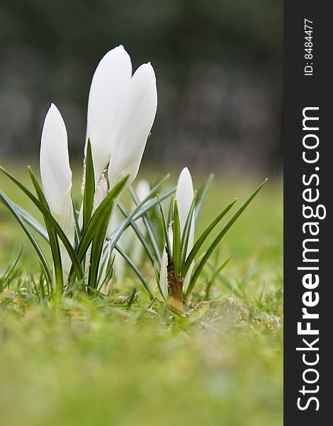 Beautiful white spring flower with shallow dof