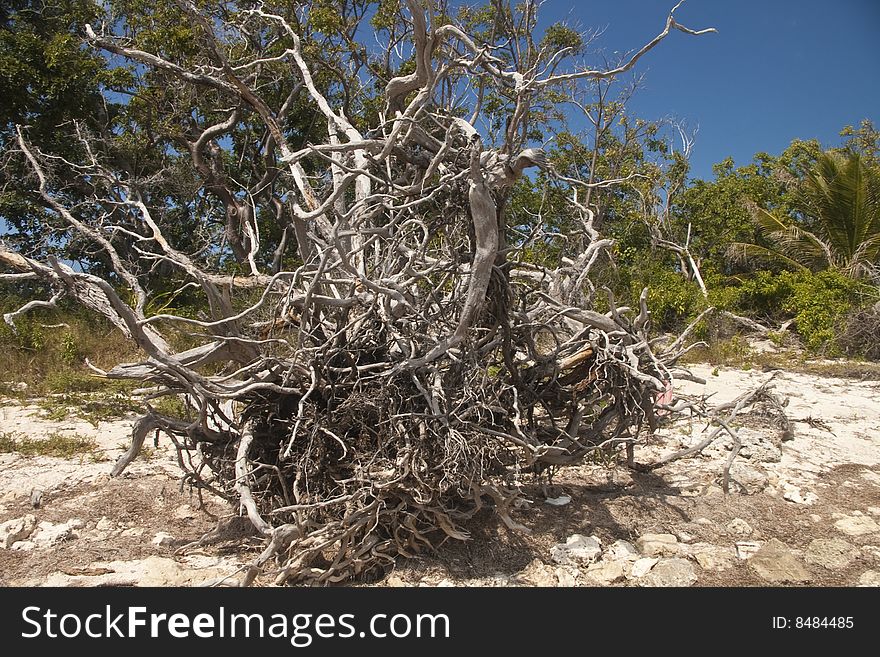 Dead bleached tree on Florida Keys beach. Dead bleached tree on Florida Keys beach