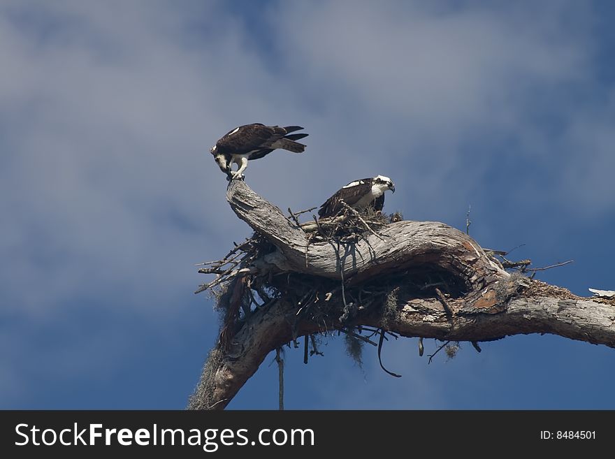 Two Ospreys With Their Nest