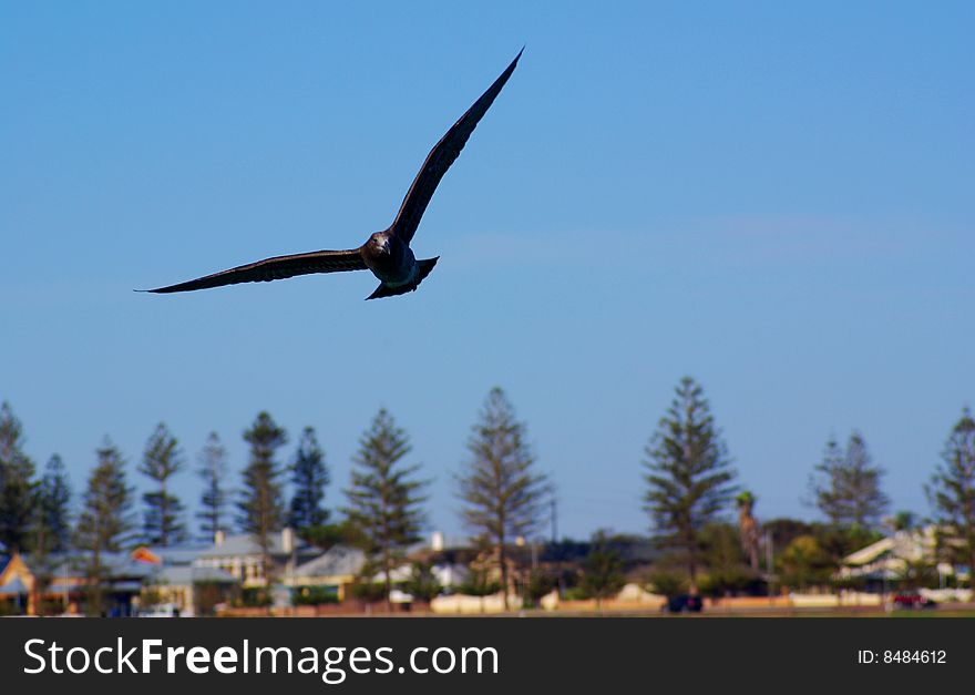 A seabird in flight above the Gulf St Vincent, Semaphore, Adelaide. A seabird in flight above the Gulf St Vincent, Semaphore, Adelaide.