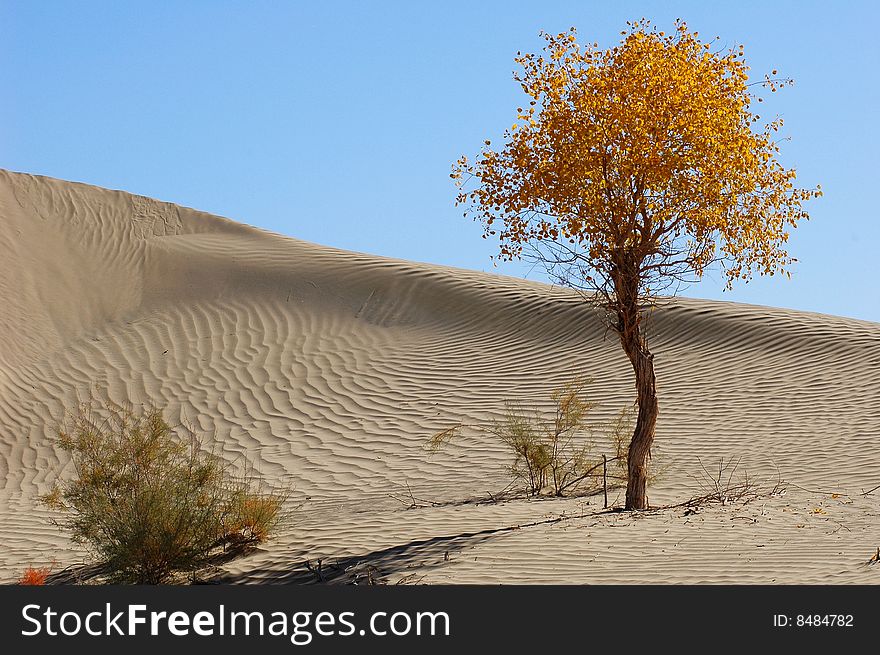 Golden populus (Populus diversifolia Schrenkin) tree in the desert of Singkiang,China. Golden populus (Populus diversifolia Schrenkin) tree in the desert of Singkiang,China