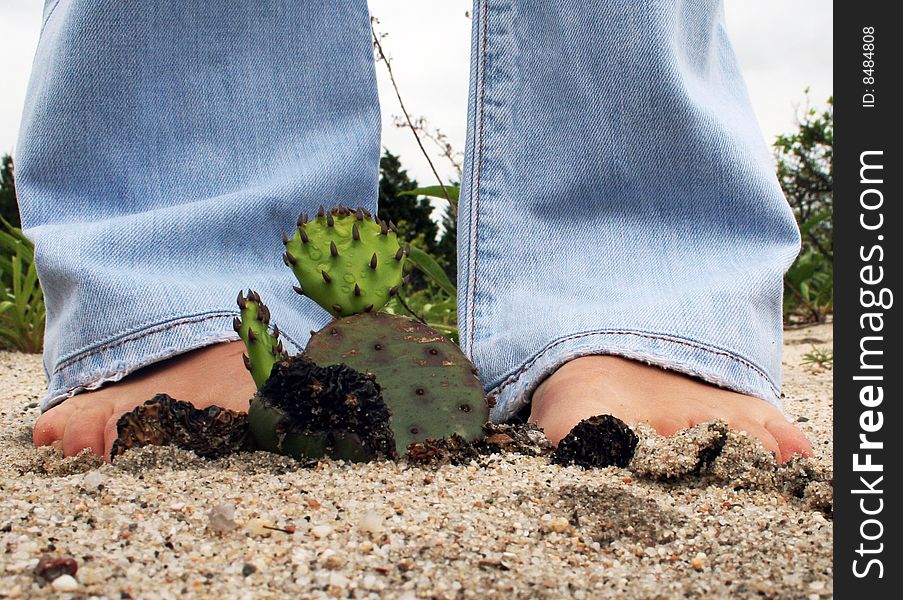 Small cactus on the beach. Small cactus on the beach