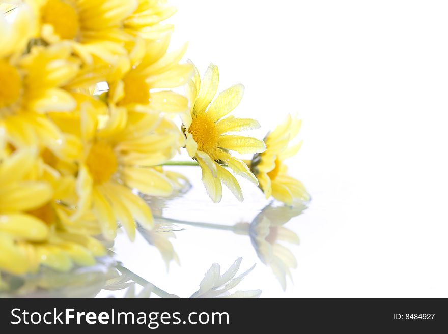 Yellow daisys isolated on white background