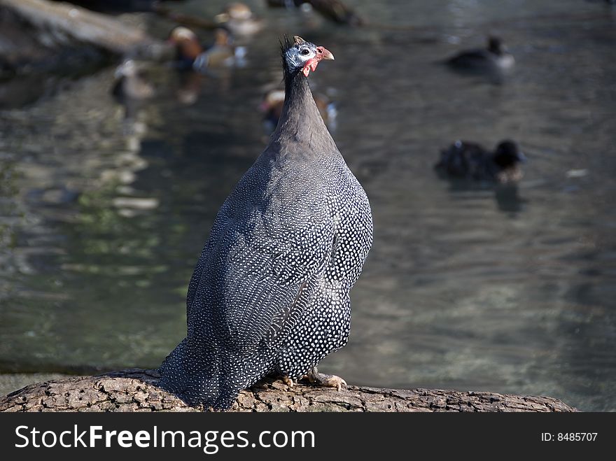 A Guinea fowl sitting on a log in a pond