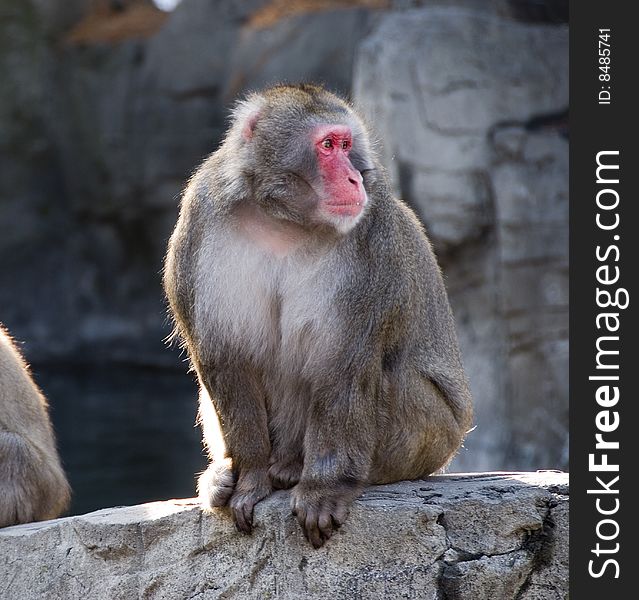 Snow monkey sitting on a rock