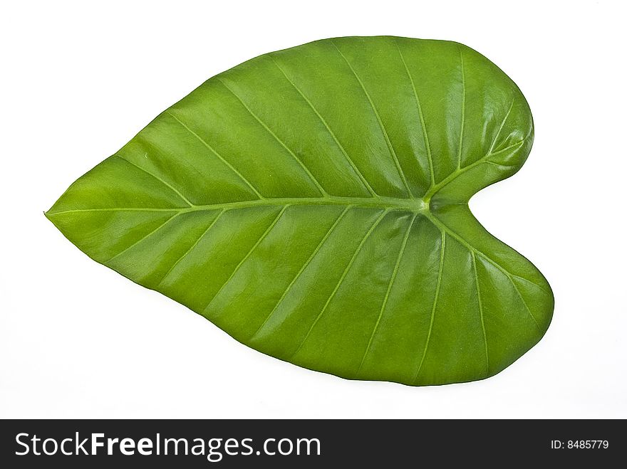 Green leaf
isolated on white