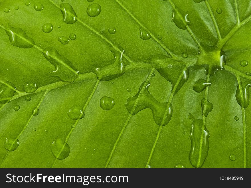 Green leaf with water droplets