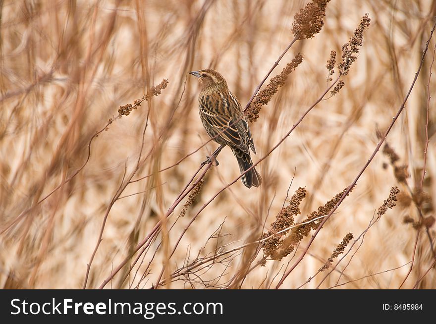 Sparrow in the Marsh