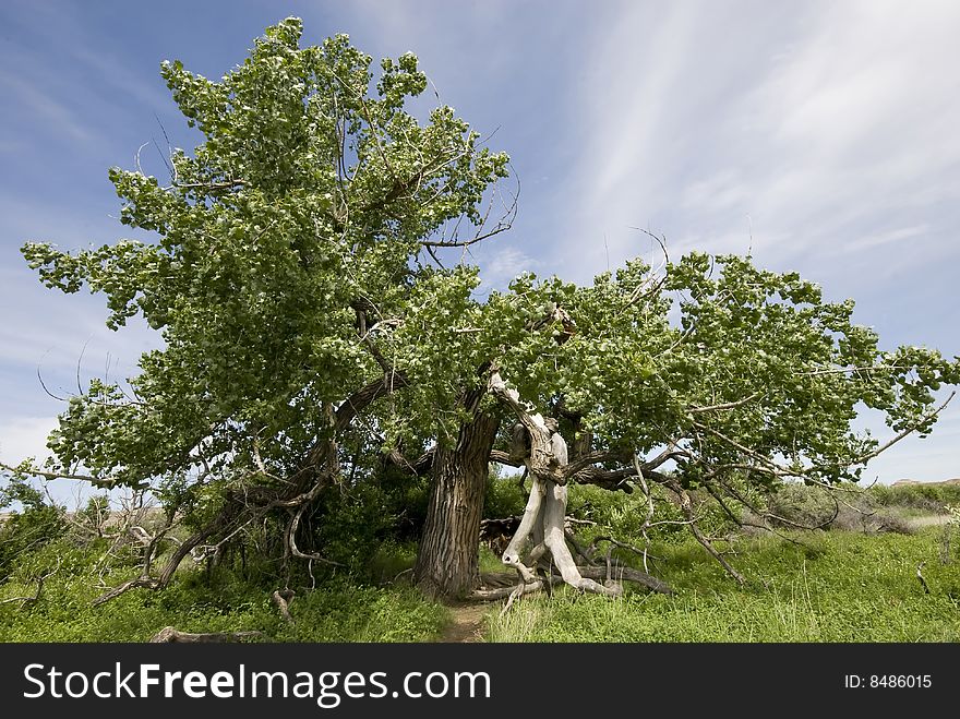 A terrifically twisted old cottonwood tree. A terrifically twisted old cottonwood tree.