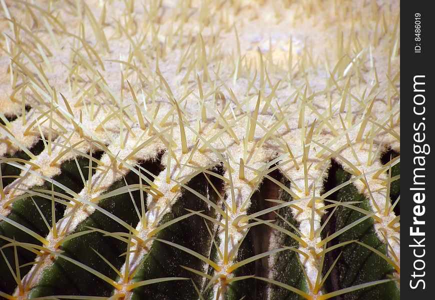 Closeup of the spines on the top of a barrel cactus.