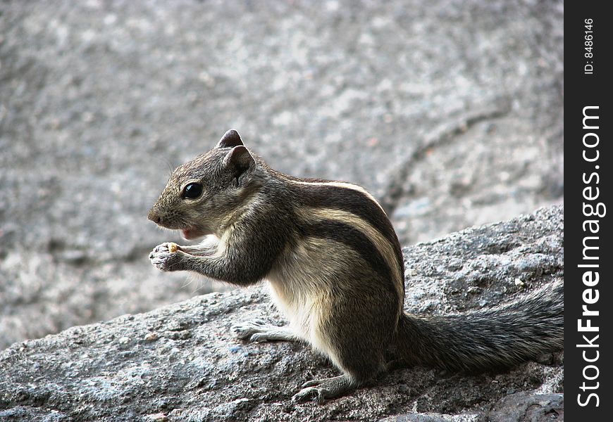 Photo of squirrel on a rock at the ajanta caves in aurangabad, india.