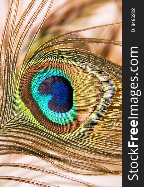 Peacock Eye