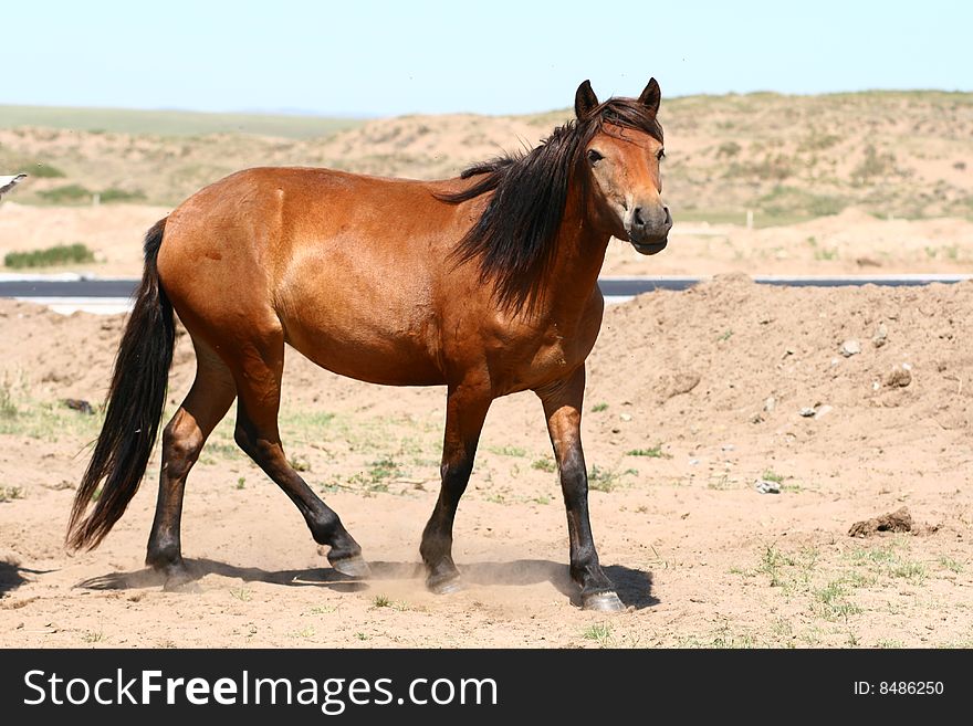 The image of Mongolia horse neimenggu China