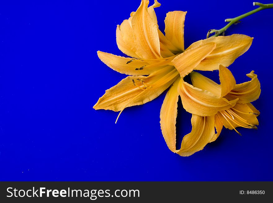 Excellent yellow flower is lily against the blue background