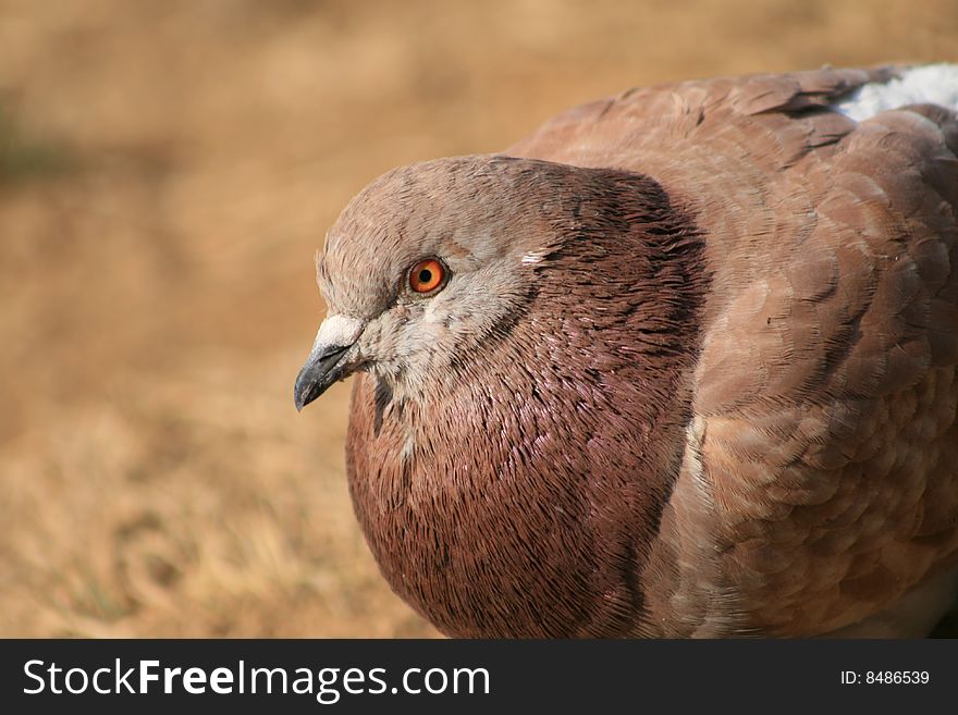 A brown pigeon, watching at something. A brown pigeon, watching at something