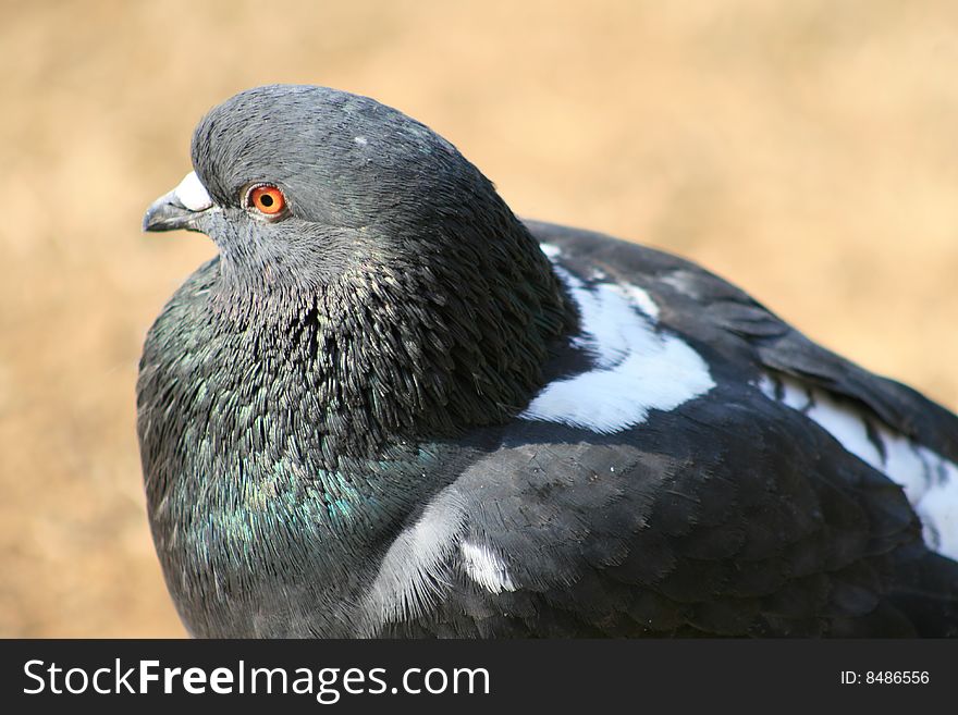 A black pigeon, watching at something. A black pigeon, watching at something