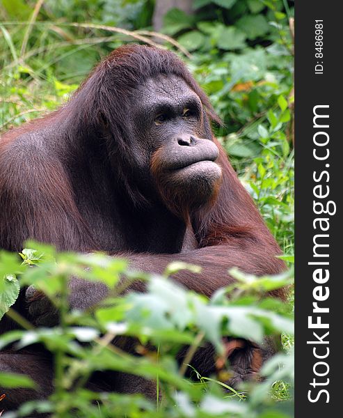 A mature orangutan in jungle