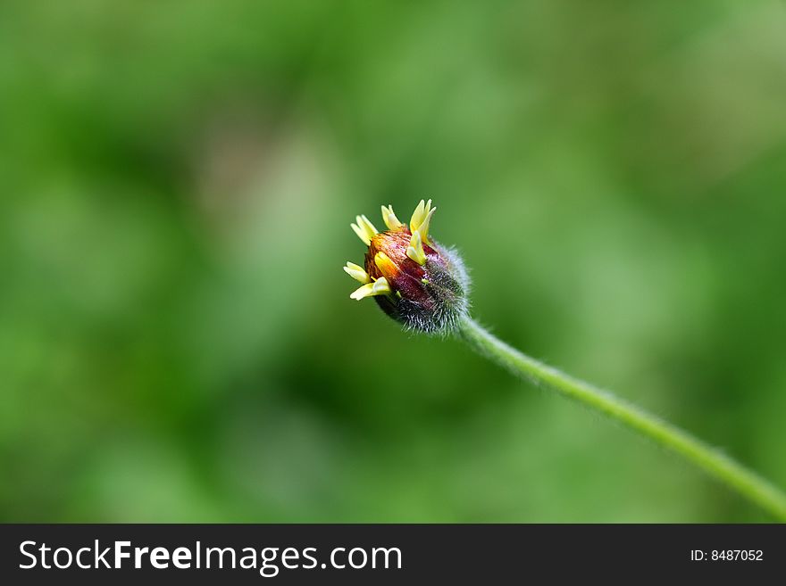Close up of a groundsel over green background.