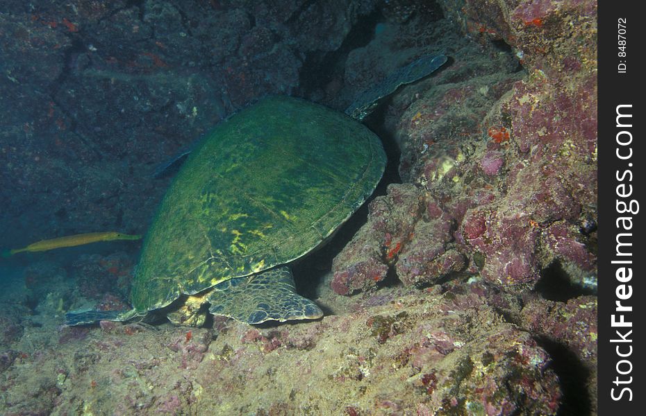 Green Sea Turtle Sleeping