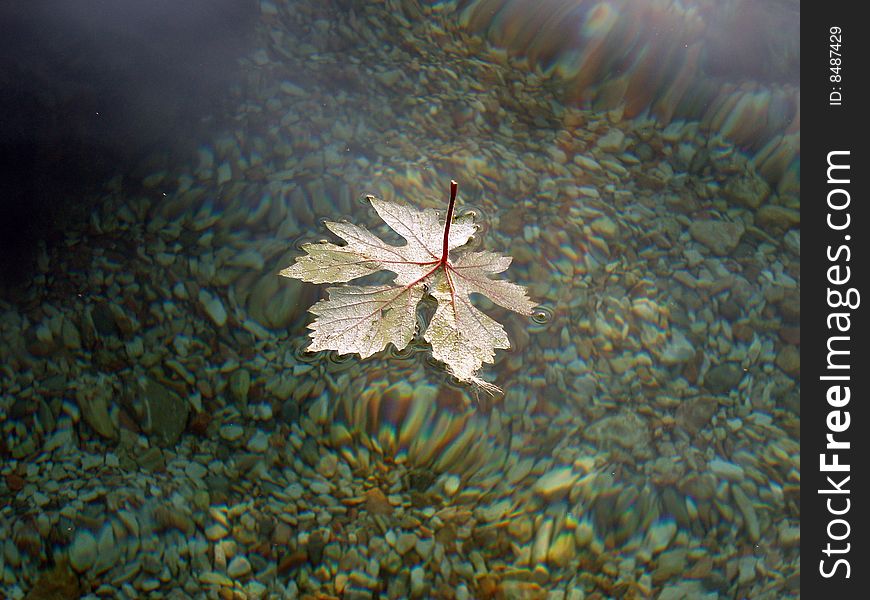 Grapes leaf on a water